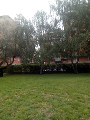 Betula pendula