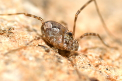 Dasylobus
