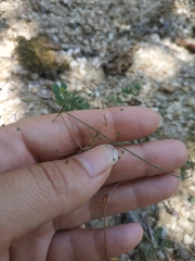 Galium tenuissimum