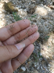 Galium tenuissimum