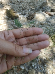 Galium tenuissimum
