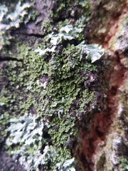 Phaeophyscia nigricans