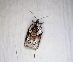 Acleris maculidorsana