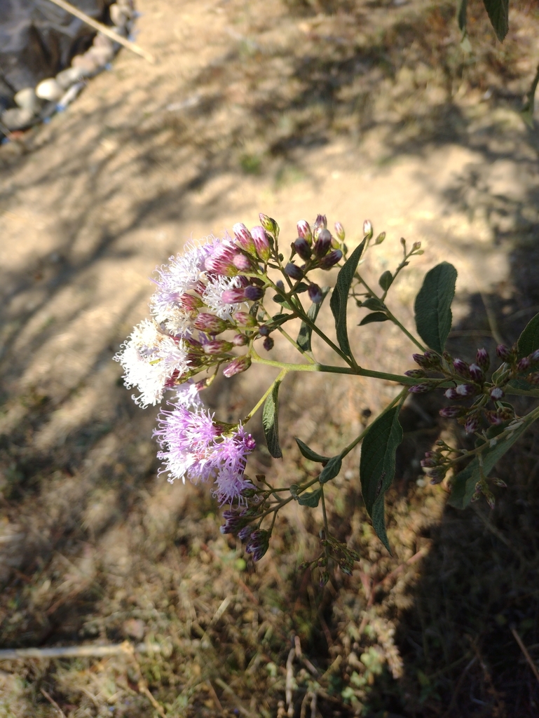 Vickianthus oaxacanus