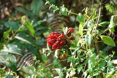 Bomarea formosissima