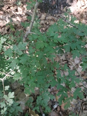Crataegus microphylla