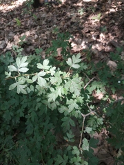 Crataegus microphylla