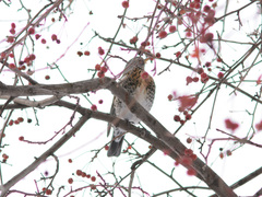 Turdus pilaris