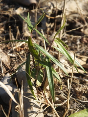 Periploca sepium