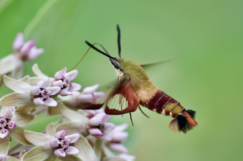 Hummingbird clearwing
