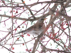 Turdus pilaris