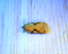 Acleris semiannula