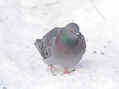 Columba livia domestica