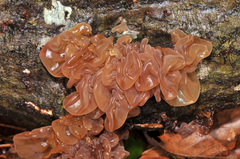 Phaeotremella foliacea image