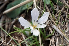 Colchicum hungaricum