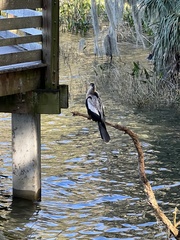 Anhinga anhinga leucogaster