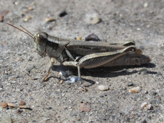 Melanoplus angustipennis