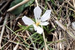 Colchicum hungaricum
