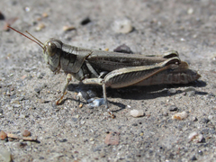 Melanoplus angustipennis