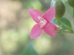 Manettia reclinata