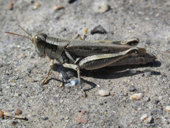 Melanoplus angustipennis