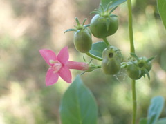 Manettia reclinata