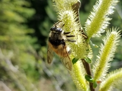 Criorhina bubulcus