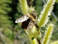 Criorhina bubulcus