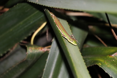 Takydromus sauteri