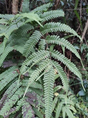 Pteris fauriei