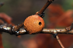 Disholcaspis quercusglobulus