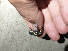 Melanophryniscus stelzneri