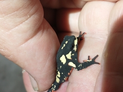 Melanophryniscus stelzneri