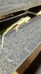 Phelsuma cepediana