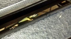 Phelsuma cepediana