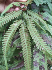 Pteris fauriei