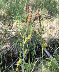 Carex hostiana