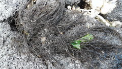 Gracilaria