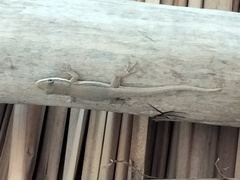Phelsuma modesta