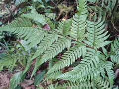 Dryopteris bissetiana
