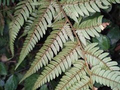 Dryopteris bissetiana