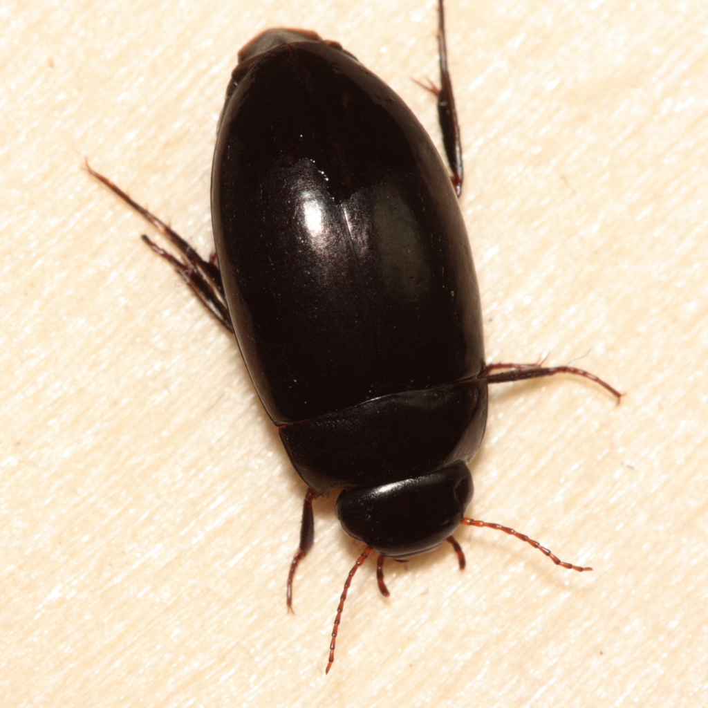 Dot-lined Predaceous Diving Beetle