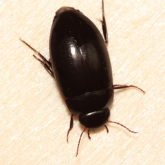 Ilybiosoma seriatum