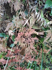 Selaginella moellendorffii
