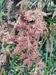 Selaginella moellendorffii