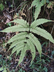 Pteris oshimensis