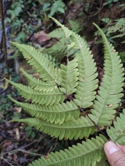 Pteris oshimensis
