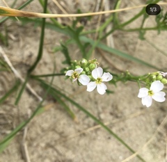 Cakile maritima
