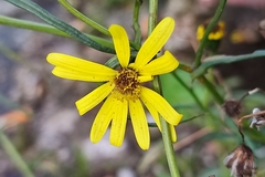 Senecio inaequidens