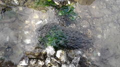 Gracilaria